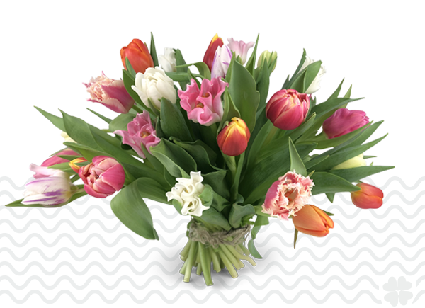 Inpakken Redding informatie Exclusief boeket tulpen - Tulpen.nu - Bestel nu direct van de kweker