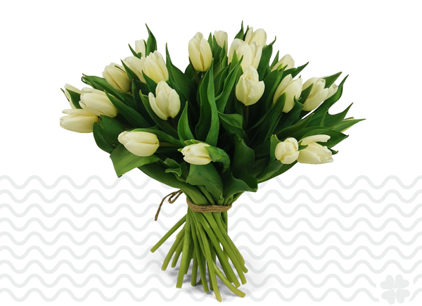 Vaag onvergeeflijk veelbelovend Witte tulpen - Tulpen.NU, direct van de kweker voor u!